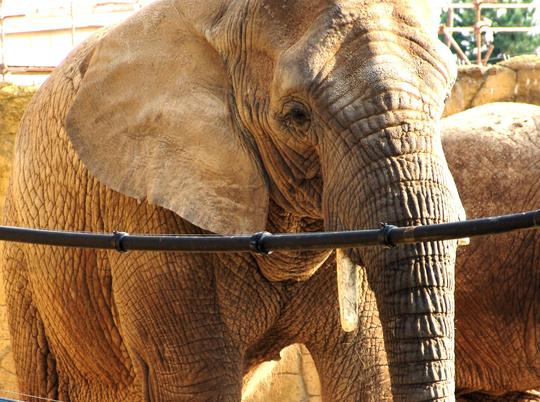 Sloni v ZOO Dvůr Králové nad Labem