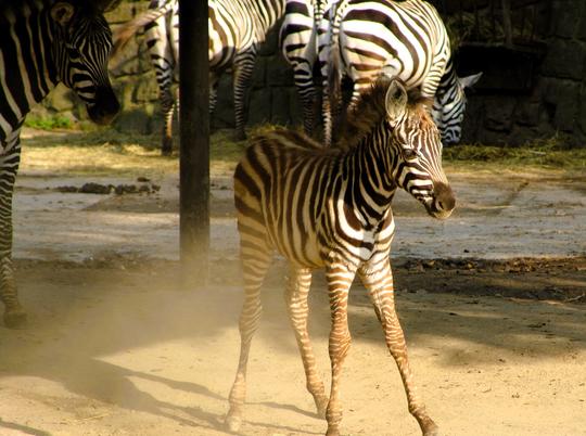 Zebra v ZOO